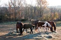 Horses gazing