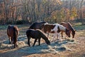 Horses gazing