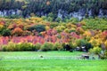 Horses gazing in fall colors of Niagara escarpment