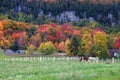 Horses gazing in fall colors of Niagara escarpment