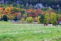 Horses gazing in fall colors of Niagara escarpment