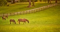 Horses gazing in a field at sunset