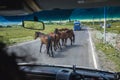 Horses on Georgian Military Highway