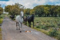 Horses of the gesturi jar, sardinia - Italy