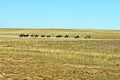 Horses in the glassland Royalty Free Stock Photo