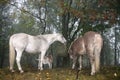 Horses and goats eating hay