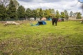 Two horses and goats in a field grazing