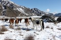The horses going from a pasture on snow among mountains Royalty Free Stock Photo