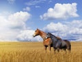 Horses in a Golden Wheat Field