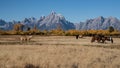 Horses in Grand Teton National Park Royalty Free Stock Photo