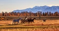 Wild Horses in the Grand Teton National Park Royalty Free Stock Photo