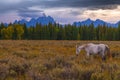 Horses in Grand Tetons Royalty Free Stock Photo