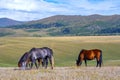 Horses are grasing on mountain valley. Summer landscape. Royalty Free Stock Photo