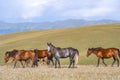 Horses are grasing on mountain valley. Summer landscape. Royalty Free Stock Photo