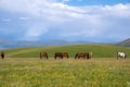 Horses are grasing on mountain valley. Summer landscape. Horses family background. Rural landscape. Nature background. Royalty Free Stock Photo