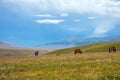 Horses are grasing on mountain valley. Summer landscape. Horses family background. Rural landscape. Nature background. Royalty Free Stock Photo