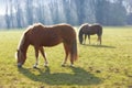 Horses, grass field and countryside for outdoor grazing in environment for food, sustainability or animal. Stallion, pet Royalty Free Stock Photo