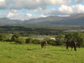 Horses, grass and lakes in Killarney, Ireland Royalty Free Stock Photo