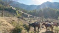 Horses and grass landscape with the green mountains,Bhutan Royalty Free Stock Photo