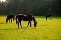 Horses in grassland Royalty Free Stock Photo