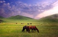 Horses in the grassland Royalty Free Stock Photo