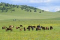Horses and grassland Royalty Free Stock Photo