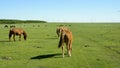 Horses on the grassland Royalty Free Stock Photo