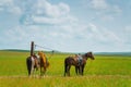 Horses on grassland in Hulun buir Royalty Free Stock Photo
