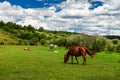 The horses in the grassland