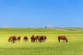 Horses in the Grassland Royalty Free Stock Photo