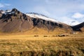 Beautiful Mountain Scenery in Iceland with Horses in a Grassy Field Royalty Free Stock Photo