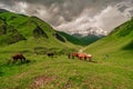 Horses graze Royalty Free Stock Photo