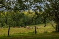 Horses Graze In Cades Cove Royalty Free Stock Photo