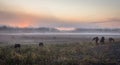 Horses graze in early morning fog as the sun rises in early fall Royalty Free Stock Photo