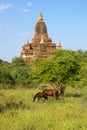 Horses graze in front of an ancient abandoned Buddhist temple. Bagan, Myanmar (Burma)