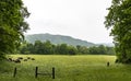 Horses graze in a green meadow in Cades Cove. Royalty Free Stock Photo