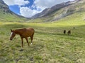 Horses graze in green meadows. Aerial view of a beautiful mountain summer landscape Royalty Free Stock Photo