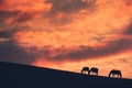 Horses graze on the hill at sunset Royalty Free Stock Photo