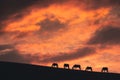 Horses graze on the hills at sunset Royalty Free Stock Photo