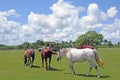 3 horses graze on a Homestead, FL farm