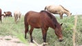 Horses graze