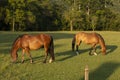 horses graze on a lawn on a farm in summer, Brazil Royalty Free Stock Photo