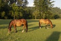 horses graze on a lawn on a farm in summer, Brazil Royalty Free Stock Photo