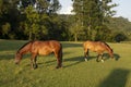 horses graze on a lawn on a farm in summer, Brazil Royalty Free Stock Photo