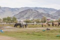 Horses graze in the meadow of Altai Mountains Mongolia Royalty Free Stock Photo