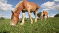 Horses graze in the meadow. Close to city building. Shot from ground level