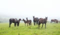 Horses graze in a meadow foggy evening