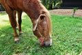 horses graze in the meadow