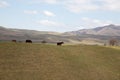 Horses graze in a meadow in the mountains. Grazing livestock Royalty Free Stock Photo