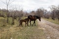 Horses graze in a meadow in the mountains. Grazing livestock Royalty Free Stock Photo